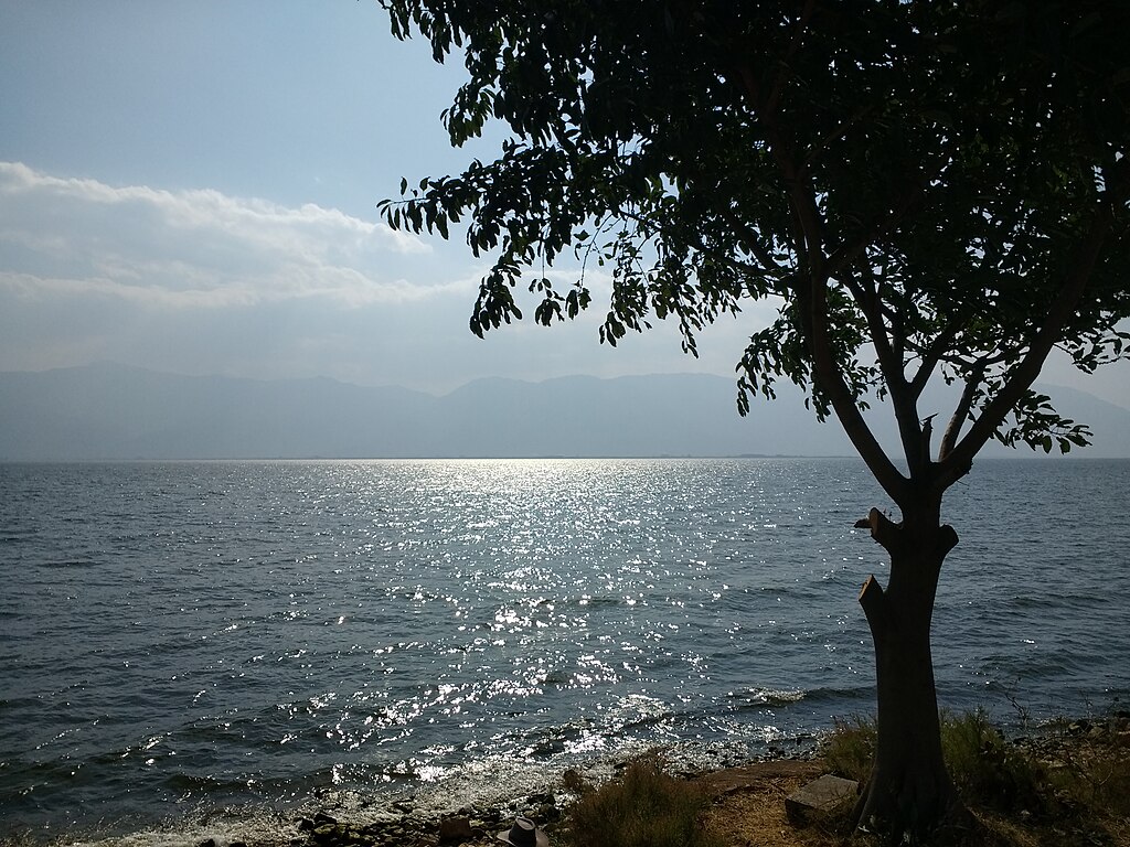 Tree in front of Erhai Lake in China