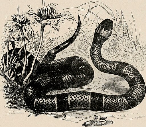 Garter snake image
