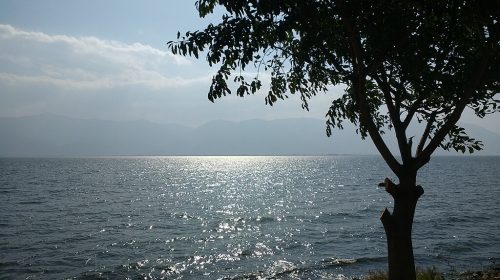 Tree in front of Erhai Lake in China