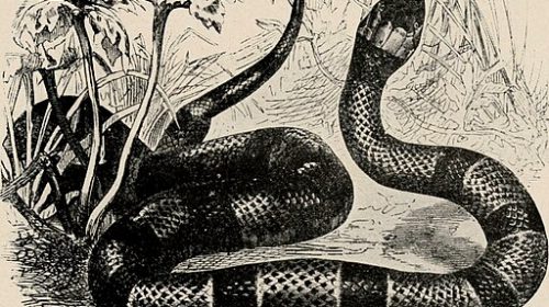 Garter snake image